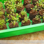 Kräutergarten - der Abschluss 120513_garten1
