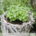 Kräutergarten – mal wieder ein Update :)